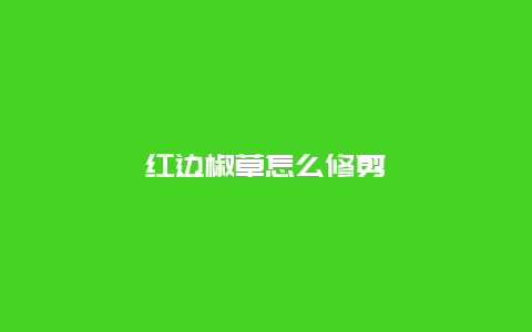 红边椒草怎么修剪