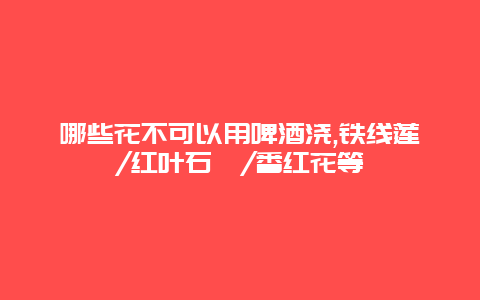 哪些花不可以用啤酒浇,铁线莲/红叶石楠/番红花等