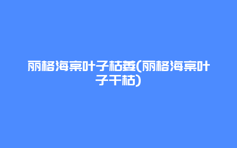 丽格海棠叶子枯萎(丽格海棠叶子干枯)