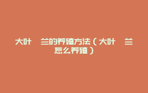 大叶蕙兰的养殖方法（大叶蕙兰怎么养殖）