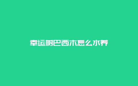 幸运树巴西木怎么水养