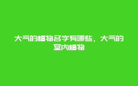 大气的植物名字有哪些，大气的室内植物