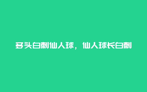 多头白刺仙人球，仙人球长白刺