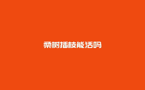 桑树插枝能活吗