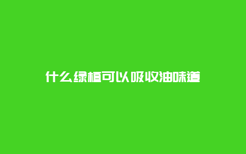 什么绿植可以吸收油味道