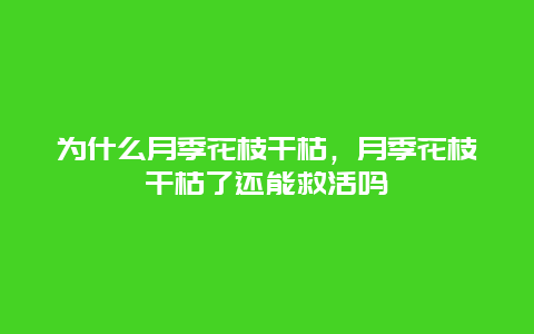 为什么月季花枝干枯，月季花枝干枯了还能救活吗