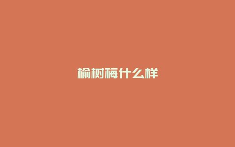 榆树梅什么样