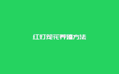 红灯笼花养殖方法