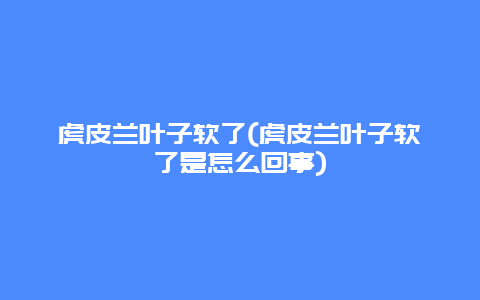 虎皮兰叶子软了(虎皮兰叶子软了是怎么回事)