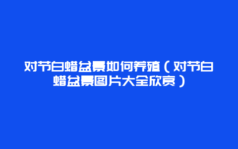 对节白蜡盆景如何养殖（对节白蜡盆景图片大全欣赏）