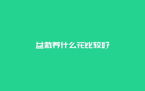 盆栽养什么花比较好