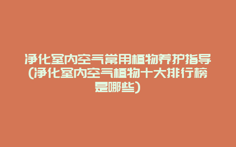 净化室内空气常用植物养护指导(净化室内空气植物十大排行榜是哪些)