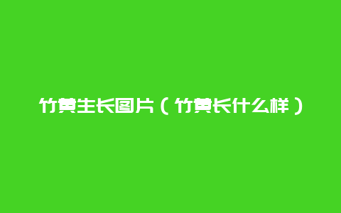 竹黄生长图片（竹黄长什么样）