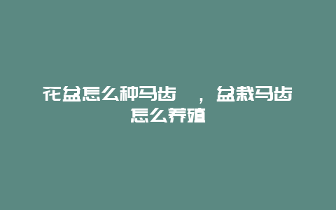 花盆怎么种马齿笕，盆栽马齿笕怎么养殖