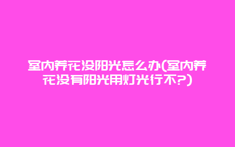 室内养花没阳光怎么办(室内养花没有阳光用灯光行不?)