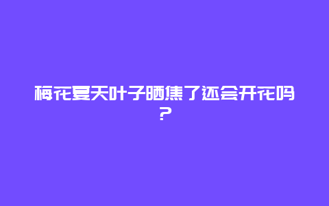 梅花夏天叶子晒焦了还会开花吗？