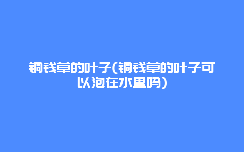 铜钱草的叶子(铜钱草的叶子可以泡在水里吗)