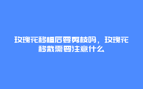 玫瑰花移植后要剪枝吗，玫瑰花移栽需要注意什么