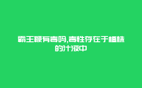 霸王鞭有毒吗,毒性存在于植株的汁液中