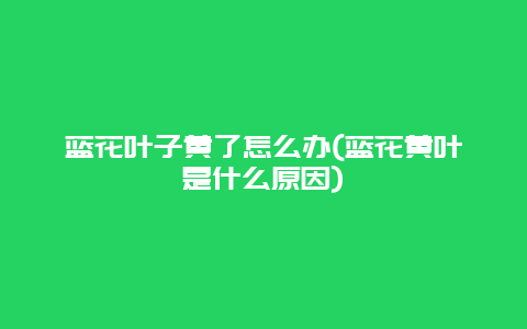 蓝花叶子黄了怎么办(蓝花黄叶是什么原因)