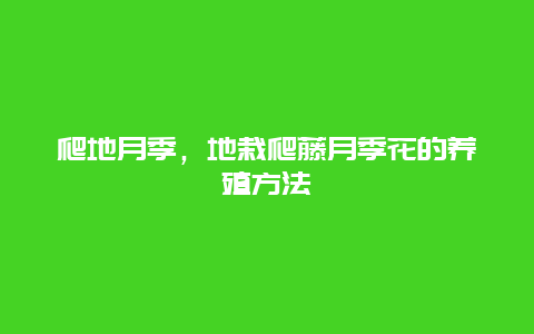 爬地月季，地栽爬藤月季花的养殖方法