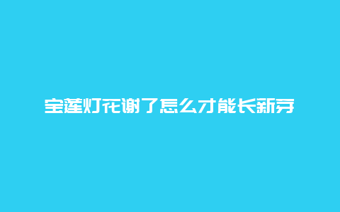 宝莲灯花谢了怎么才能长新芽