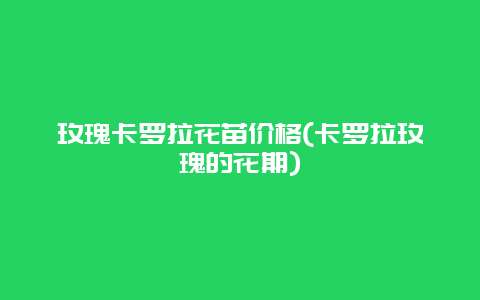 玫瑰卡罗拉花苗价格(卡罗拉玫瑰的花期)