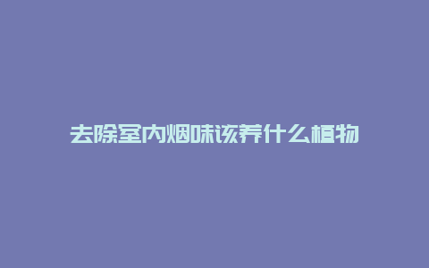 去除室内烟味该养什么植物