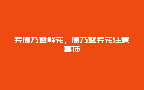 养康乃馨鲜花，康乃馨养花注意事项