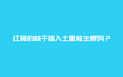 红梅的枝干插入土里能生根吗？