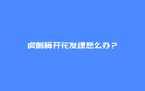 虎刺梅开花发绿怎么办？