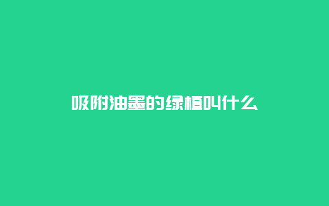 吸附油墨的绿植叫什么