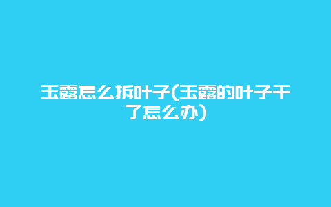 玉露怎么拆叶子(玉露的叶子干了怎么办)