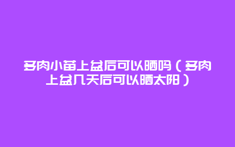 多肉小苗上盆后可以晒吗（多肉上盆几天后可以晒太阳）