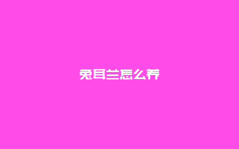 兔耳兰怎么养