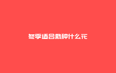 冬季适合栽种什么花