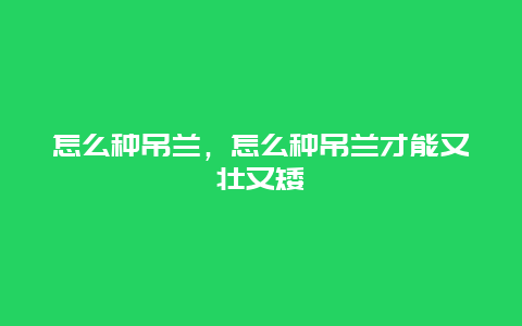 怎么种吊兰，怎么种吊兰才能又壮又矮