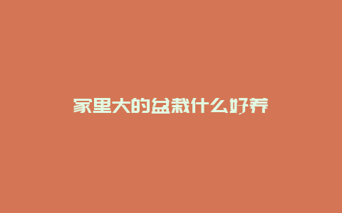 家里大的盆栽什么好养