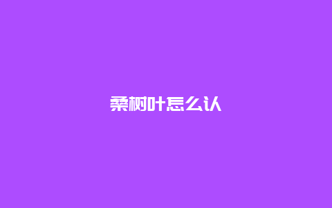 桑树叶怎么认