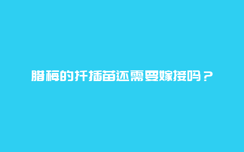 腊梅的扦插苗还需要嫁接吗？