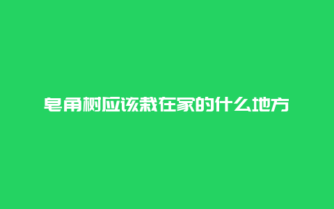 皂角树应该栽在家的什么地方