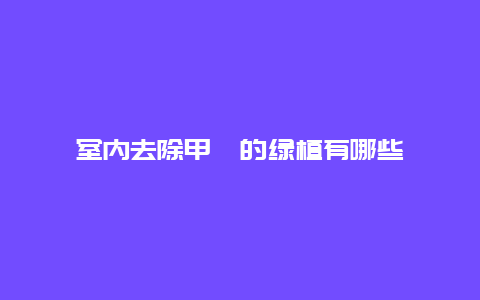 室内去除甲醛的绿植有哪些