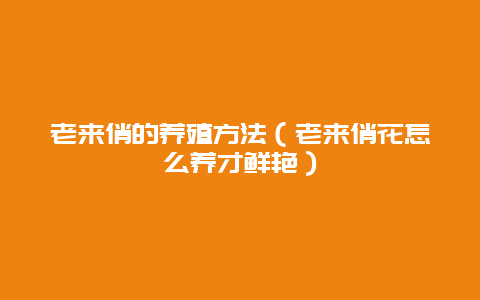 老来俏的养殖方法（老来俏花怎么养才鲜艳）