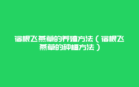 宿根飞燕草的养殖方法（宿根飞燕草的种植方法）