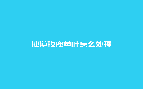 沙漠玫瑰黄叶怎么处理