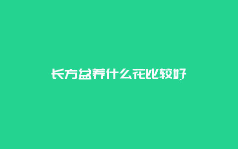 长方盆养什么花比较好