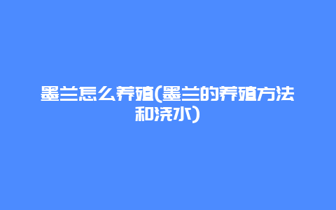 墨兰怎么养殖(墨兰的养殖方法和浇水)