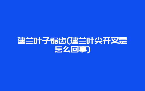 建兰叶子锯齿(建兰叶尖开叉是怎么回事)