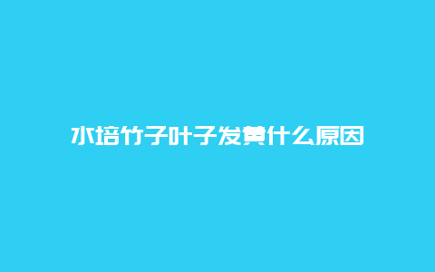 水培竹子叶子发黄什么原因