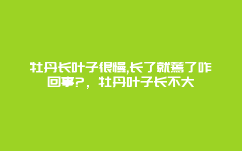 牡丹长叶子很慢,长了就蔫了咋回事?，牡丹叶子长不大